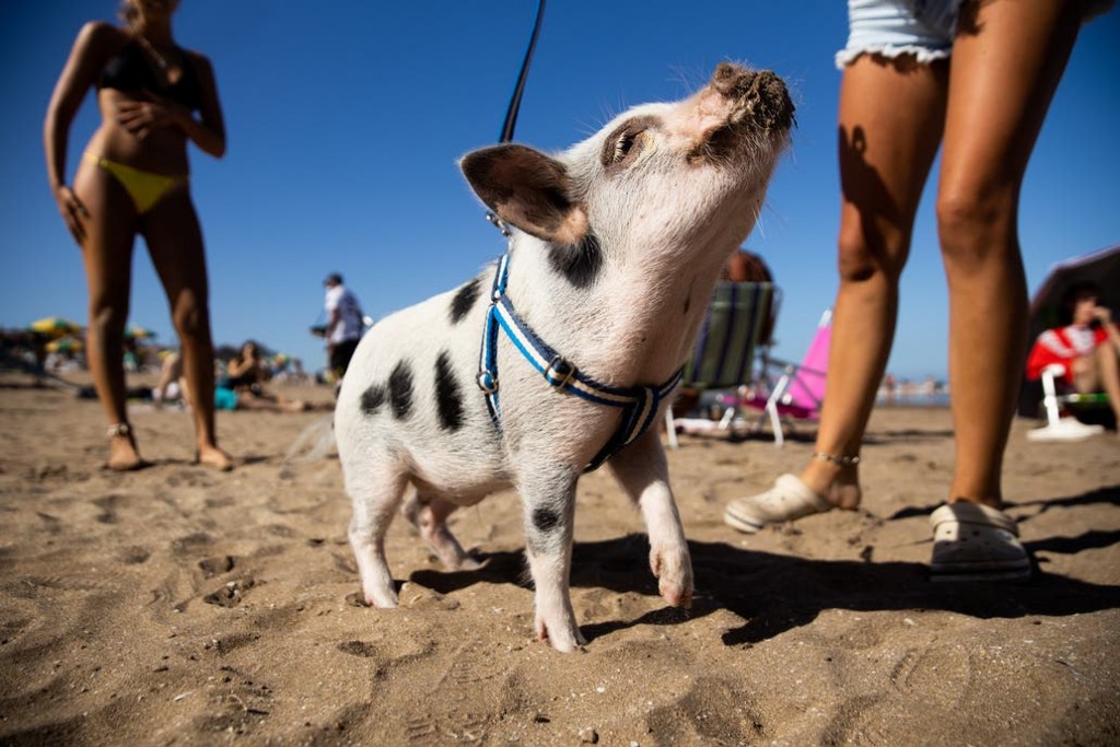 Chanchi: la inusual mascota que se volvió una estrella en las playas de Pinamar