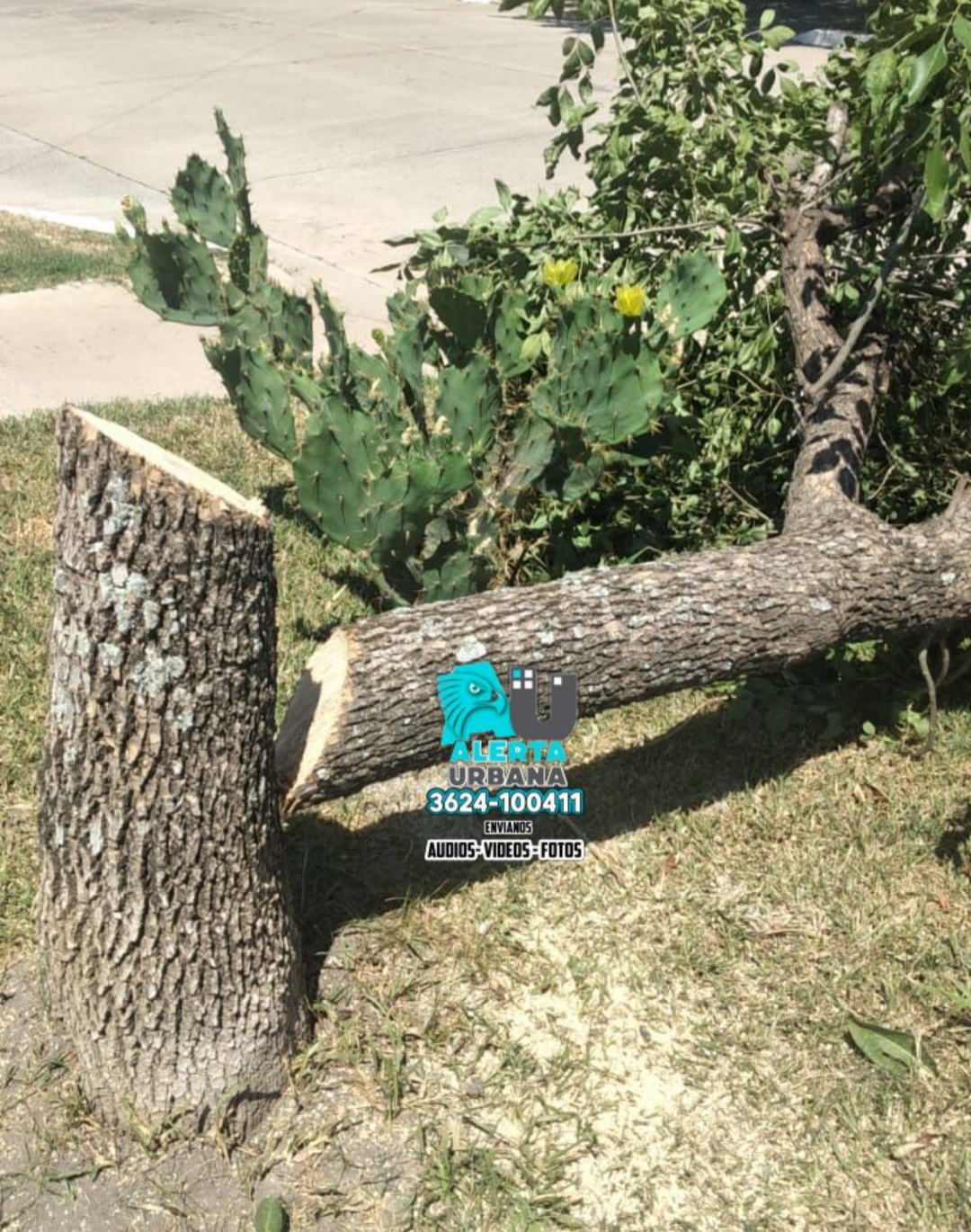 Resistencia: vecinos indignados con la tala de árboles 