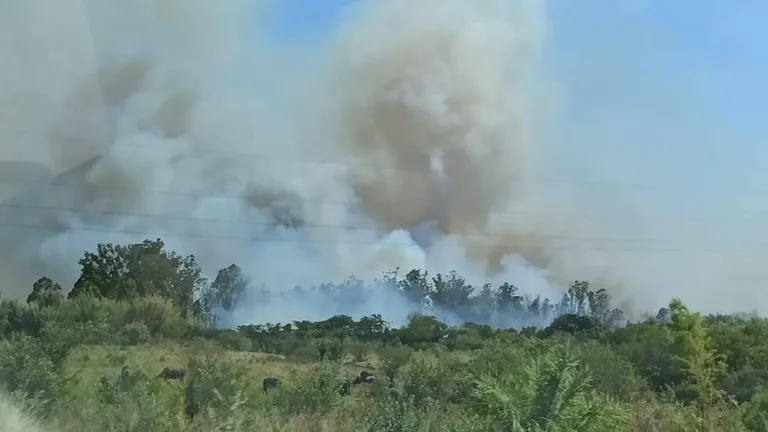 Incendios en Corrientes: se quemaron 6 mil hectáreas y el gobierno provincial declarará la emergencia