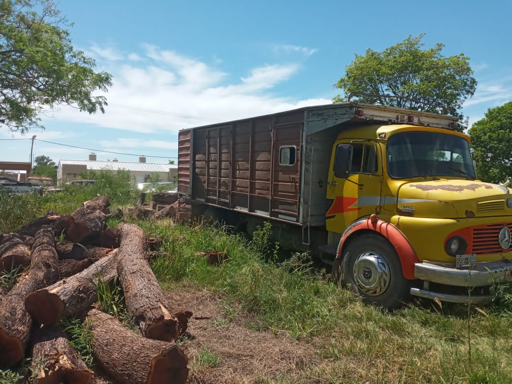 Juan José Castelli: Decomisan madera de Algarrobo por falta de guía de transporte 