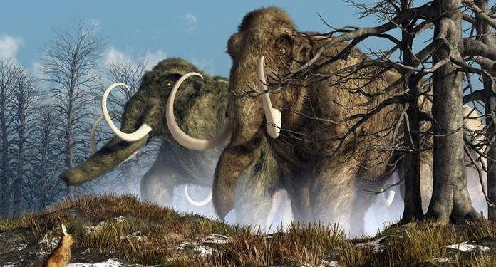 Pretenden resucitar al mamut lanudo mediante manipulación genética