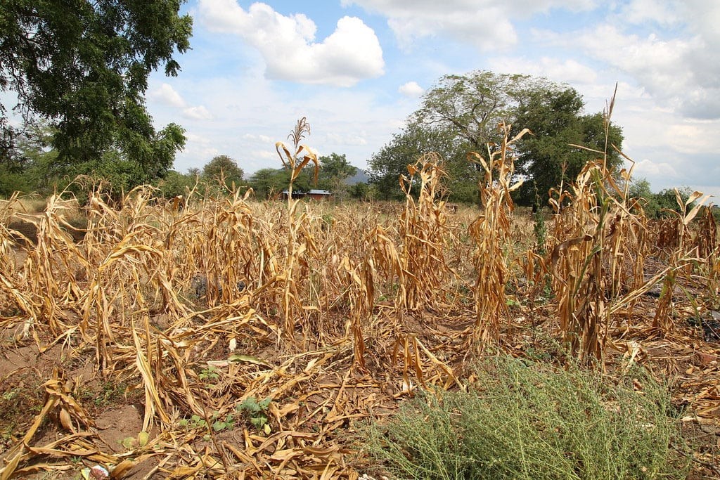 Córdoba, La Pampa y Buenos Aires: las regiones más afectadas por la sequía en el campo