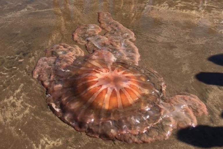 Turistas atemorizados: apareció una medusa en la costa de Mar del Plata
