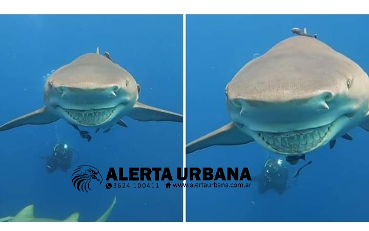 Una instructora de buceo captó a un tiburón que se le acercó con una “sonrisa enorme”
