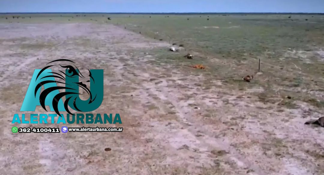 Argentina en extrema sequía: a productores se les muere el ganado de sed en Santa Fe