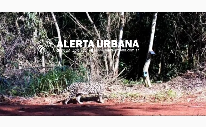 Un gato onza fue registrado en una Reserva Natural de Puerto Iguazú