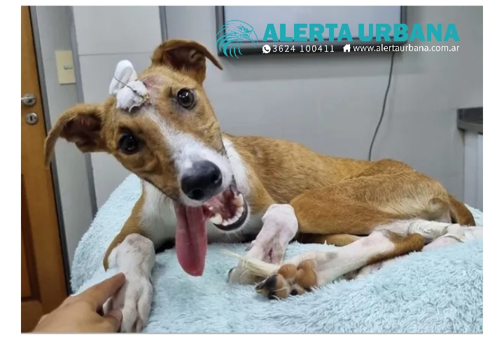 Un perrito llamado Messi fue salvado luego de ser herido con un hachazo en la cabeza
