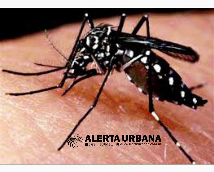 Fiebre chikungunya: recomendaciones básicas para evitar la enfermedad