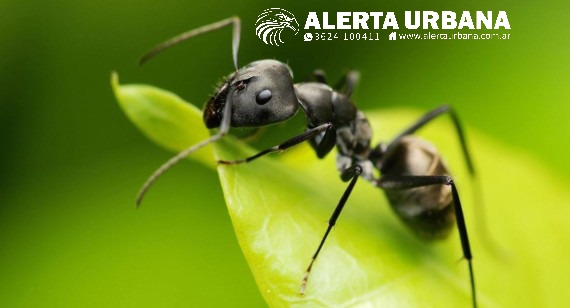 Lucha contra el cáncer: según estudio, las hormigas pueden detectar 
