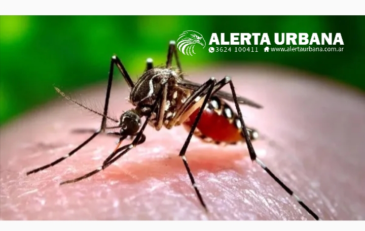 Chikungunya: Sistema provincial de vigilancia para evitar la propagación
