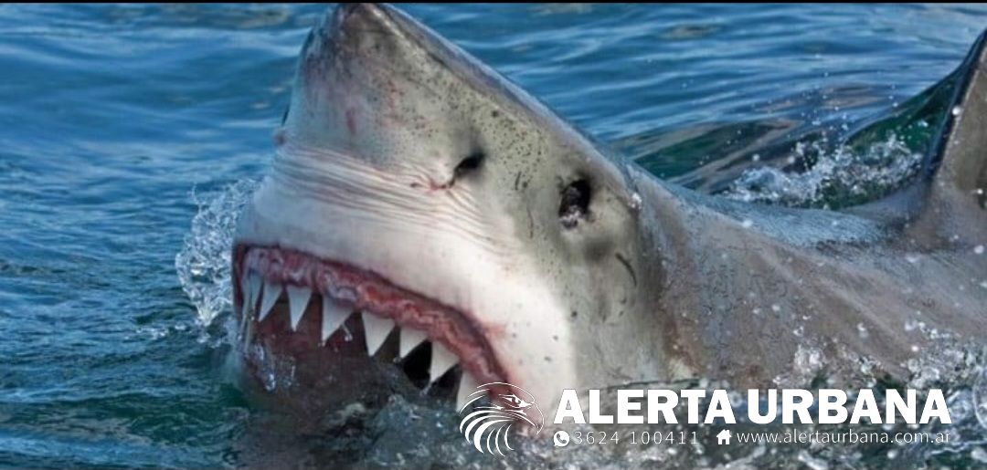 Un tiburón le arrancó la cabeza y los hombros a un buzo en México