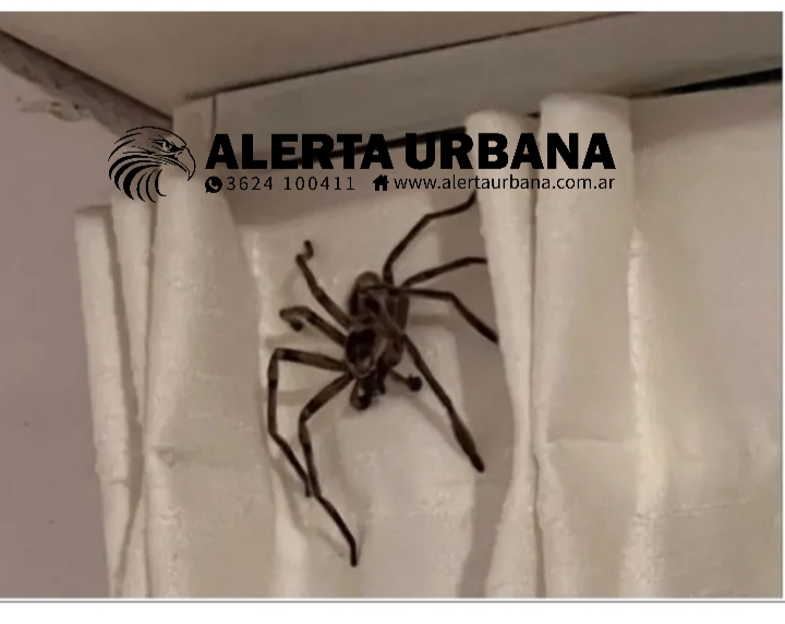 ¡Qué miedo! Se fue de vacaciones a Pinamar y la sorprendió una araña gigante