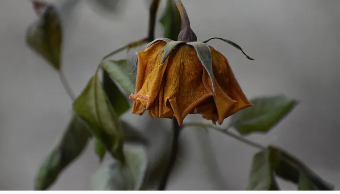 Cómo preparar un abono casero para revivir plantas marchitas con tres ingredientes de cocina