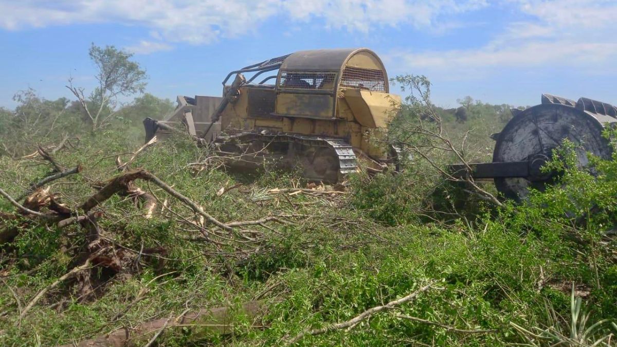 Detienen un desmonte ilegal en cercanías de Tres Isletas