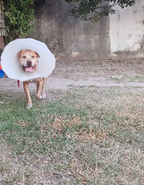 Aron te busca a vos para que seas la familia que lo adopte