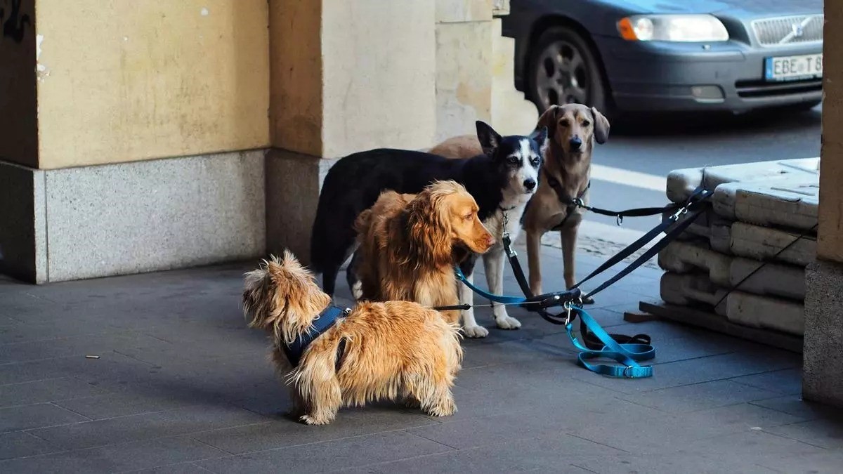 ¿Por qué se celebra cada 17 de enero el Día del Protector Animal?