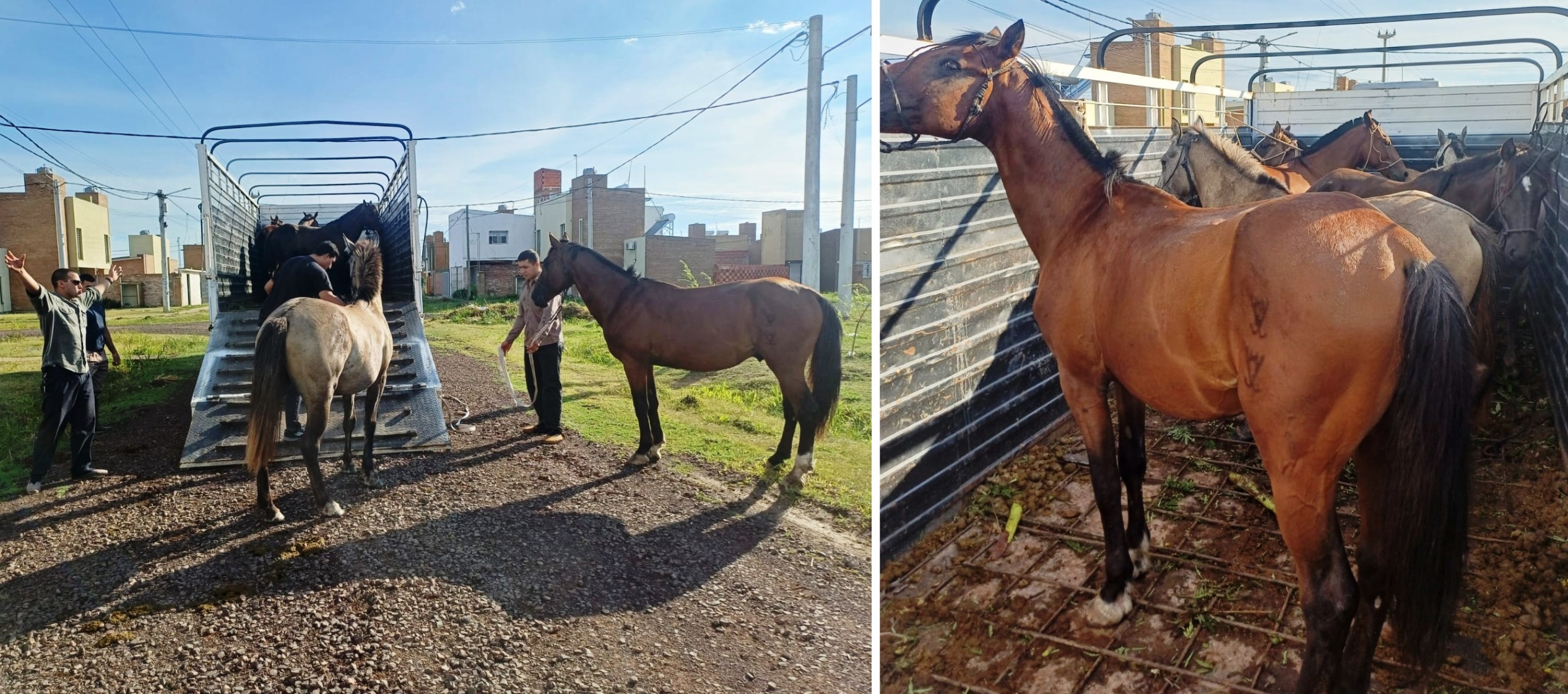 Quitan de las calles a seis caballos que deambulaban por Resistencia