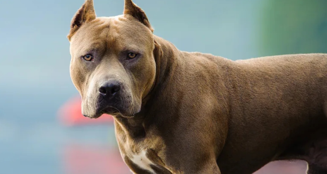 Un hombre murió tirado en la calle mientras su perro pitbull atacaba a los vecinos que intentaban ayudarlo