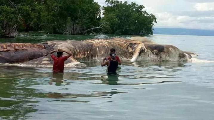 La misteriosa criatura marina gigante que apareció en una playa de Indonesia ha sido identificada