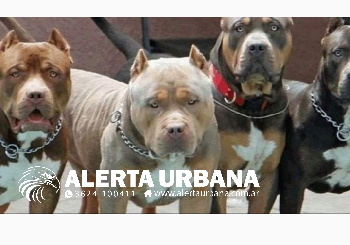Corrientes: un proyecto de ley busca crear un registro de perros potencialmente peligrosos