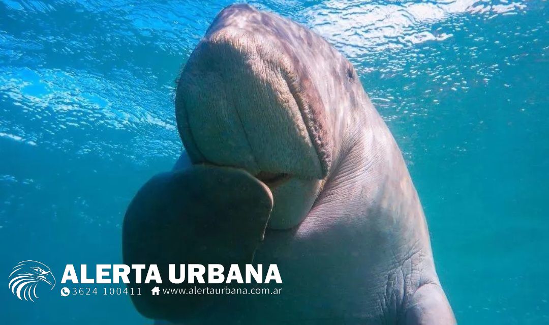 Desaparece la sirena china: el dugongo fue declarado funcionalmente extinto