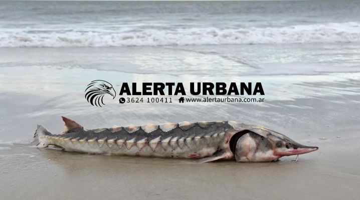 Sorpresa en EEUU: el cadáver de un esturión atlántico prehistórico apareció en una playa