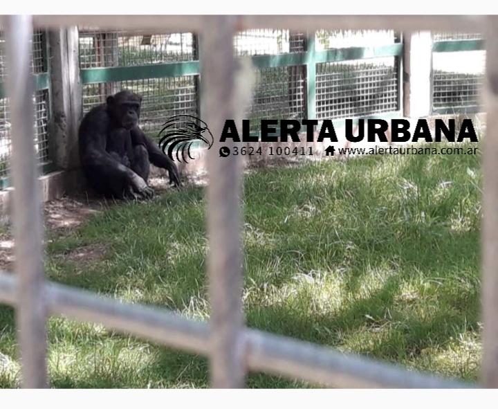Trasladarán a un chimpancé de 33 años a un santuario de grandes primates en Brasil