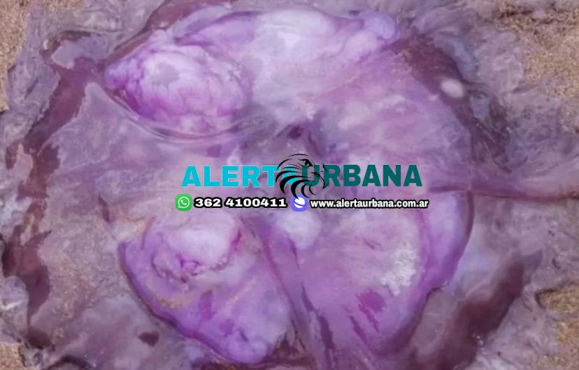 “Te puede picar”: alerta por la aparición de una rara medusa gigante en Mar del Plata