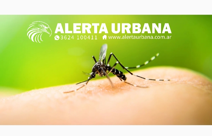 Los casos de dengue en Argentina crecieron un 252% en una semana