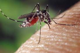 Dengue: hay 9854 casos activos en Chaco