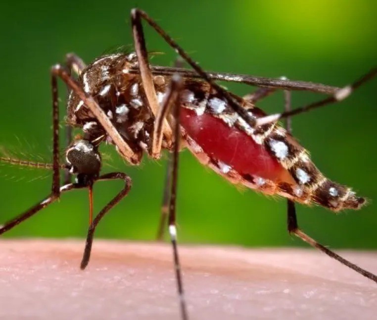 Corrientes: Alerta por más de un centenar de casos de dengue en Curuzú Cuatiá