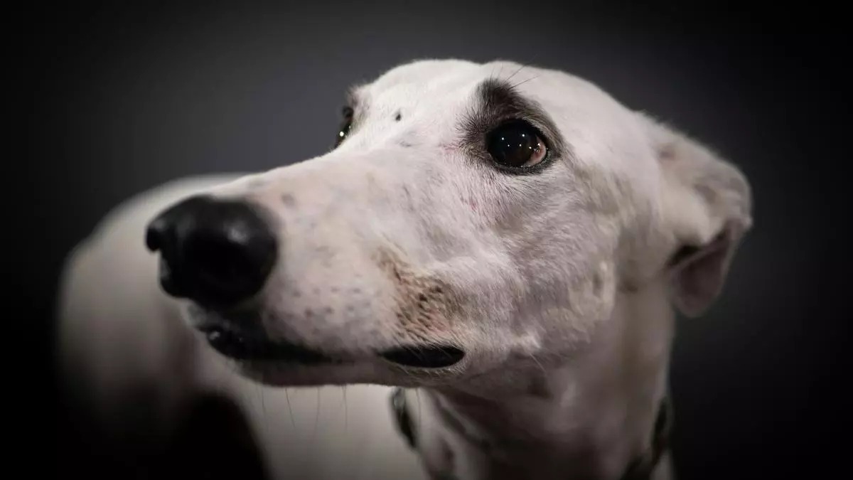 ¿Por qué se celebra el 1 de febrero el Día Mundial del Galgo?