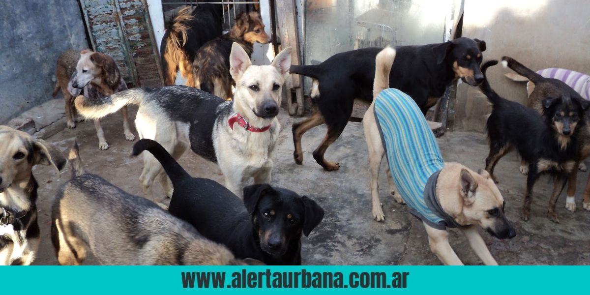 ¿Te llevas uno? Juzgado de Paz tiene 11 perros para adoptar en Resistencia