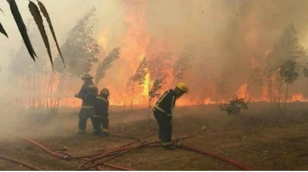 Neuquén también sufre por los incendios: hay 15.000 hectáreas afectadas en el Parque Lanín y las condiciones climáticas complican su control