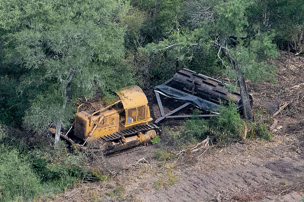 Para intentar frenar los desmontes en el Chaco, Greenpace recurrió a la Corte