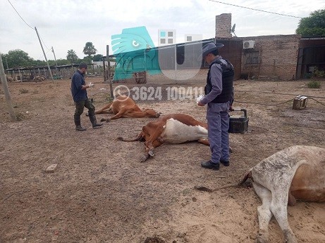 Investigan la muerte de nueve animales en un campo cercano a Resistencia