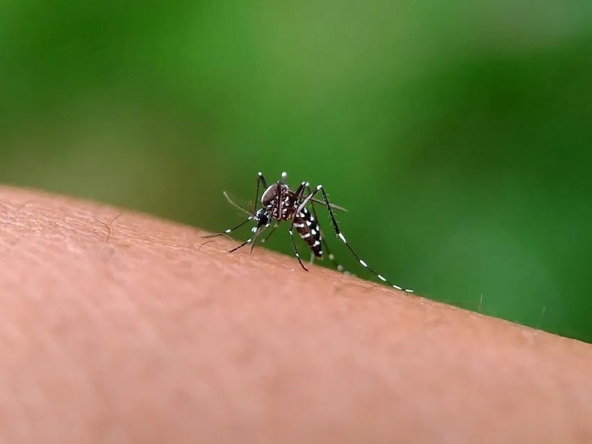 Salud Pública confirmó el primer caso de dengue en Juan José Castelli