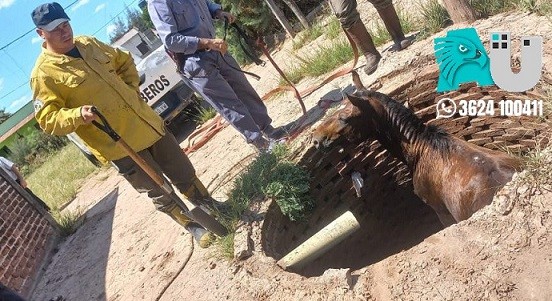 Un caballo cayó en un pozo y bomberos de Villa Ángela lo extrajeron con éxito