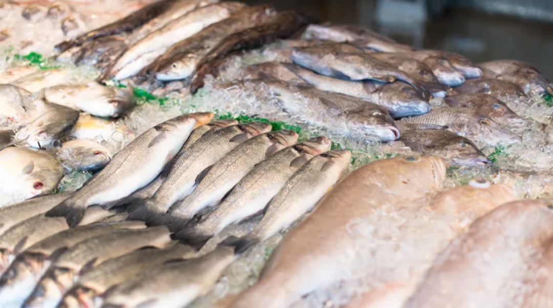 El pescado que pocos comen, tiene muchas vitaminas y es más barato que el salmón