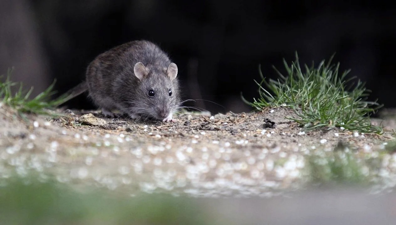 Un adolescente murió por hantavirus en Santa Fe