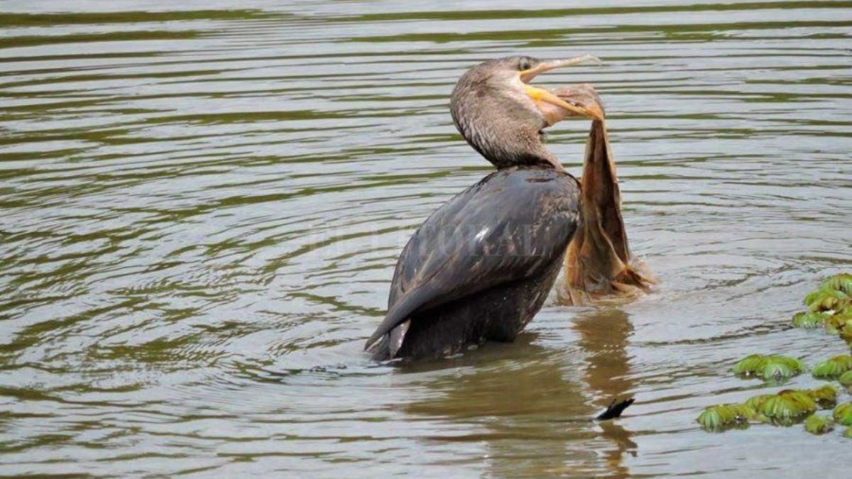 Números alarmantes: el 70% de la contaminación del Paraná proviene de los plásticos