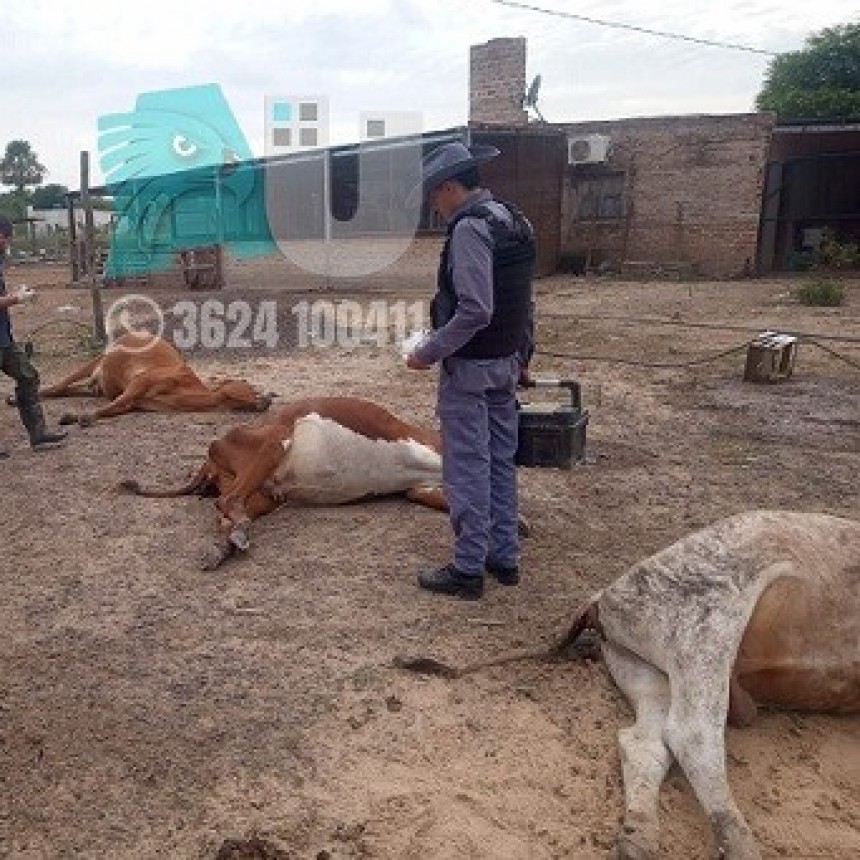 Investigan la muerte de nueve animales en un campo cercano a Resistencia