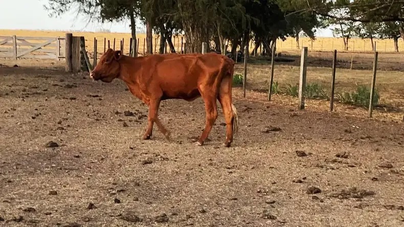 Alertan por la grave sequía en el Chaco y aseguran que afectará la producción ganadera 