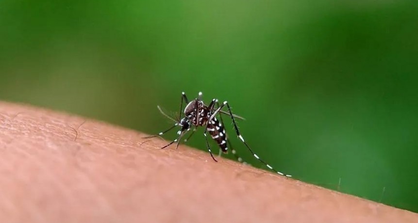 Salud Pública confirmó el primer caso de dengue en Juan José Castelli