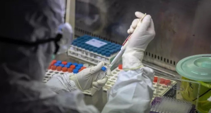 China encontró otro coronavirus de murciélago que podría infectar a humanos
