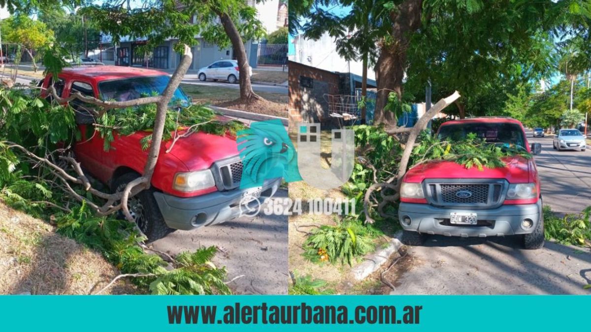 Vecino denuncia falta de respuesta tras caída de rama de árbol sobre su camioneta