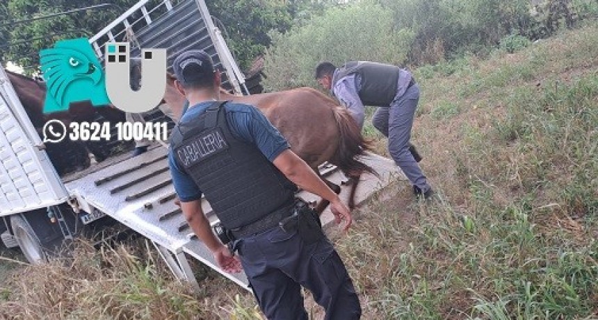 Setenta personas terminaron detenidas por participar en una carrera cuatrera 