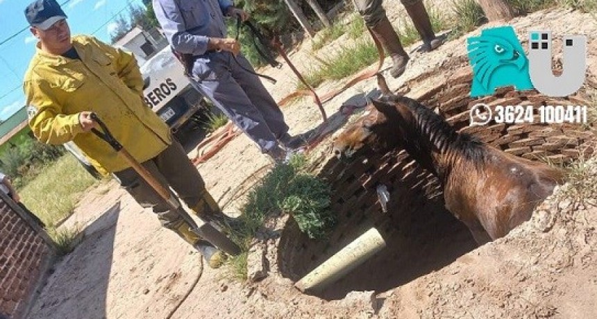 Un caballo cayó en un pozo y bomberos de Villa Ángela lo extrajeron con éxito