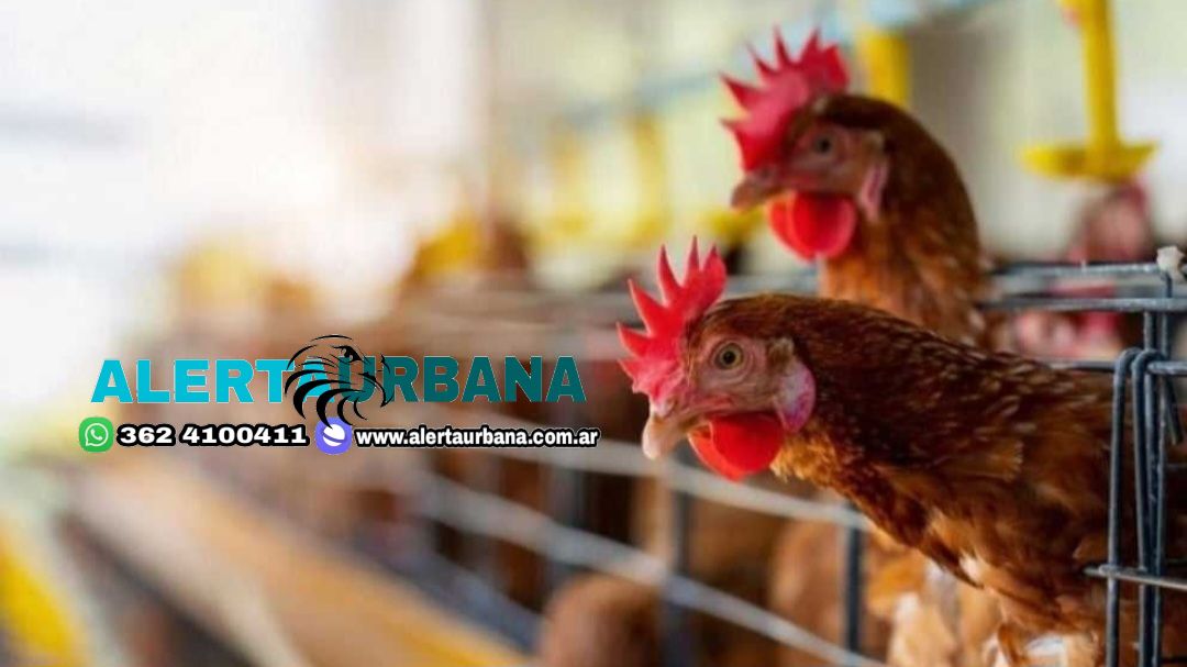 Definieron las mejores estrategias de prevención y control de influenza aviar