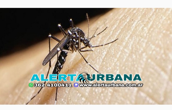 Alerta Dengue: Confirmaron una muerte y 5.000 casos